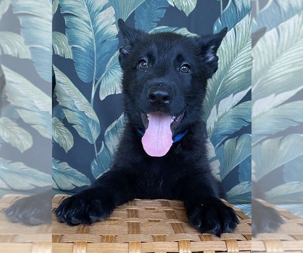 Medium Photo #22 German Shepherd Dog Puppy For Sale in BOKOSHE, OK, USA