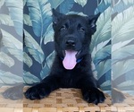 Small #21 German Shepherd Dog