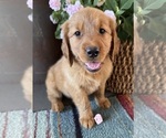 Puppy Puppy 2 Golden Retriever