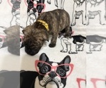 Small #1 Cane Corso
