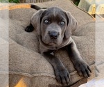 Small Photo #9 Cane Corso Puppy For Sale in ONTARIO, CA, USA