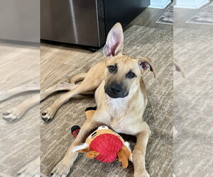 Forrest - Male Mutt Dog for Adoption - Photo #10