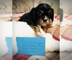 Puppy Sampson Cavalier King Charles Spaniel