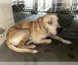 Labrador Retriever-Unknown Mix Dogs for adoption in Ocala, FL, USA