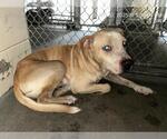 Small Labrador Retriever Mix