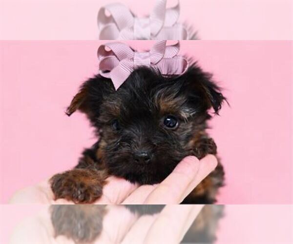Medium Photo #21 Yorkshire Terrier Puppy For Sale in NEW YORK, NY, USA