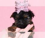 Small #20 Yorkshire Terrier
