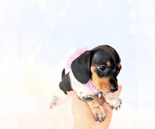Medium Photo #7 Dachshund Puppy For Sale in DAVIS, CA, USA