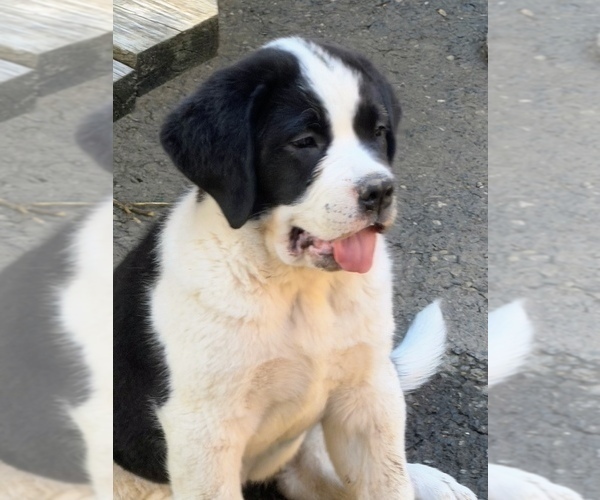 Medium Photo #31 Cane Corso-Saint Bernard Mix Puppy For Sale in WORCESTER, MA, USA