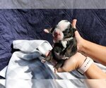 Small Photo #2 English Bulldog Puppy For Sale in ALAMO, CA, USA