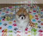 Small Photo #2 Pomeranian Puppy For Sale in ORO VALLEY, AZ, USA