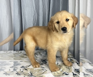 Golden Retriever Puppy for sale in GREENWOOD, IN, USA