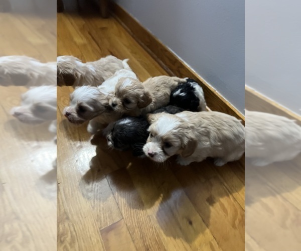 Medium Photo #5 Cavapoo (Miniature) Puppy For Sale in QUINCY, MI, USA