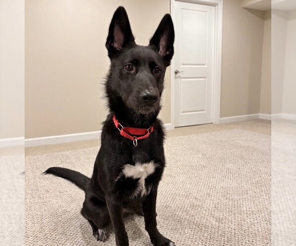 Medium Photo #4 German Shepherd Dog-Unknown Mix Puppy For Sale in Canton, CT, USA
