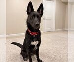 Small #3 German Shepherd Dog Mix