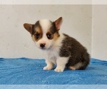 Small #4 Pembroke Welsh Corgi