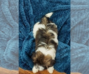 Medium Shih Tzu