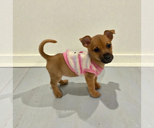 Medium Photo #1 Chihuahua Puppy For Sale in Menifee, CA, USA