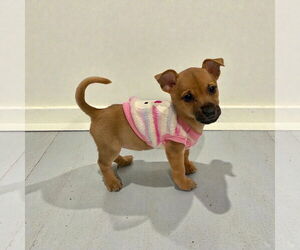 Chihuahua Dogs for adoption in Menifee, CA, USA