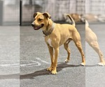 Small #1 Mutt