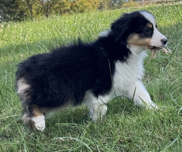 Medium Photo #6 Miniature American Shepherd Puppy For Sale in NOLENSVILLE, TN, USA