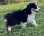 Small #5 Miniature American Shepherd