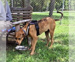 Small #3 Catahoula Leopard Dog Mix