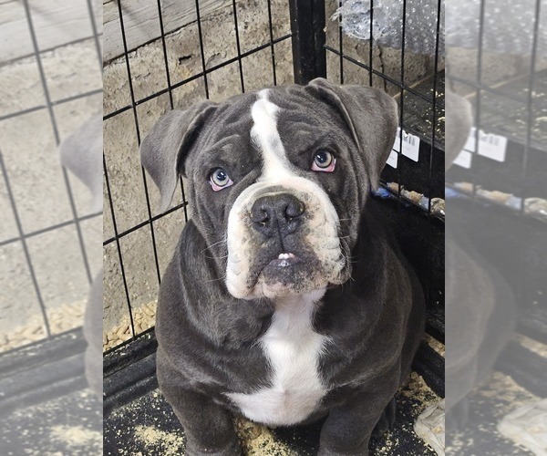 Medium Photo #1 Olde English Bulldogge Puppy For Sale in NILES, MI, USA