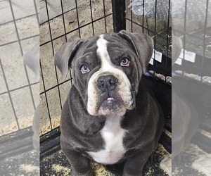 Mother of the Olde English Bulldogge puppies born on 08/21/2026