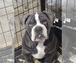 Small Photo #1 Olde English Bulldogge Puppy For Sale in NILES, MI, USA