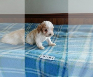 Maltipoo Puppy for sale in CLARKRANGE, TN, USA