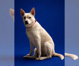 Akita-Unknown Mix Dogs for adoption in Sanford, FL, USA