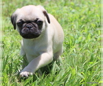 Small Photo #23 Pug Puppy For Sale in WINNSBORO, TX, USA