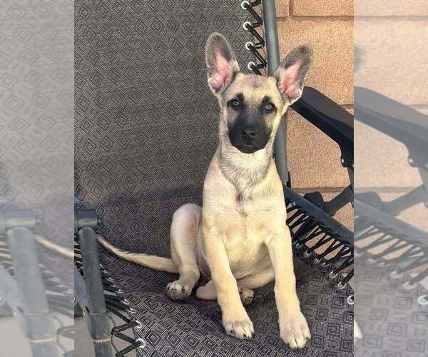 Medium Photo #3 Mutt Puppy For Sale in Imlay City, MI, USA