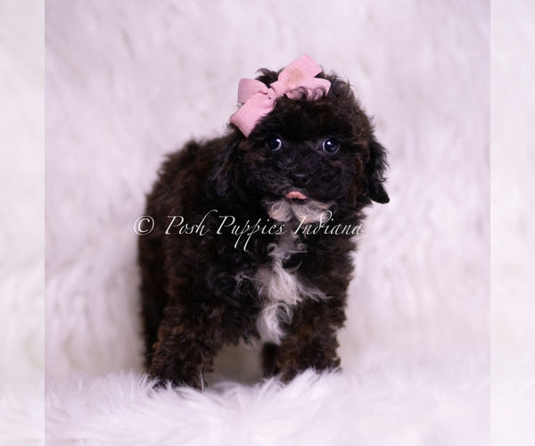 Medium Photo #4 Poodle (Toy) Puppy For Sale in WARSAW, IN, USA