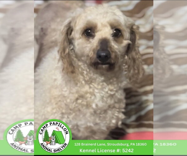 Medium Photo #1 Bichon Frise-Unknown Mix Puppy For Sale in Stroudsburg, PA, USA