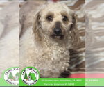 Small Bichon Frise Mix