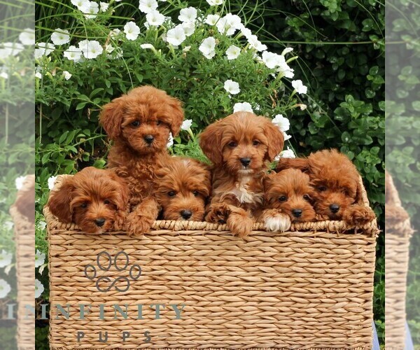 Medium Photo #2 Cavapoo Puppy For Sale in EAST EARL, PA, USA