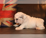 Small #6 English Bulldog