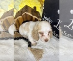 Small #9 Cocker Spaniel