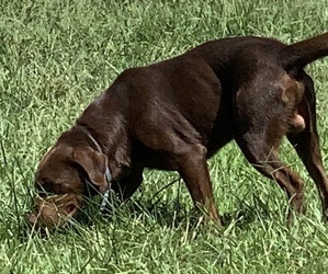 Father of the Labrador Retriever puppies born on 05/24/2025