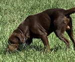 Small Photo #1 Labrador Retriever Puppy For Sale in SPOTSYLVANIA, VA, USA