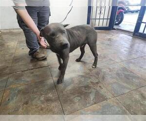 Staffordshire Bull Terrier-Unknown Mix Dogs for adoption in Houston, TX, USA
