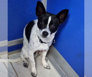 Rat-Cha Dogs for adoption in Walnutport, PA, USA