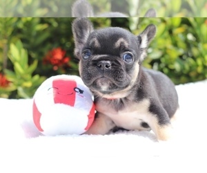 French Bulldog Puppy for sale in POMPANO BEACH, FL, USA