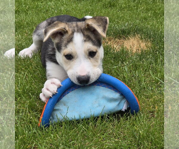 Medium Photo #18 Siberian Husky-Unknown Mix Puppy For Sale in Fargo, ND, USA