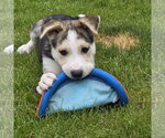 Small #17 Siberian Husky Mix