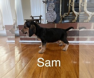 Beagle Puppy for sale in WOODBRIDGE, VA, USA