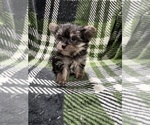 Small #5 Morkie