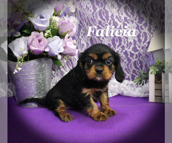 Medium Photo #19 Cavalier King Charles Spaniel Puppy For Sale in CHANUTE, KS, USA